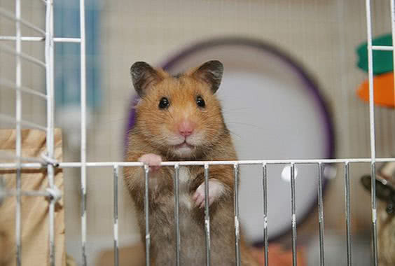 养仓鼠铁丝笼好还是亚克力笼好,养仓鼠基础笼好还是套装好