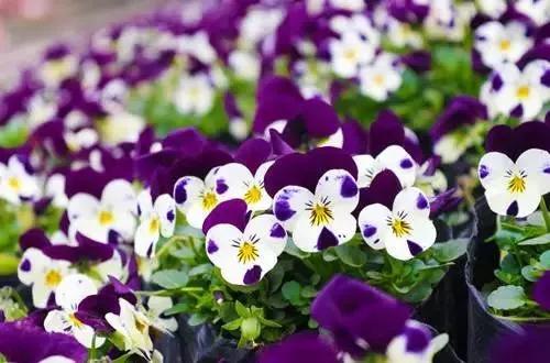 世界各国的国花集锦惊艳,世界各国国花大全