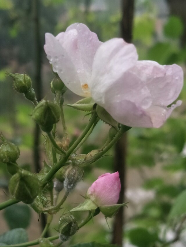 野外的石头能捡回家吗,野外的水烧开了能喝吗