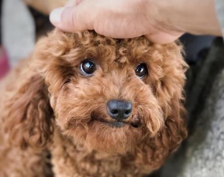 训练泰迪犬的“黄金时期”，主人不要错过了，教几次它就会了