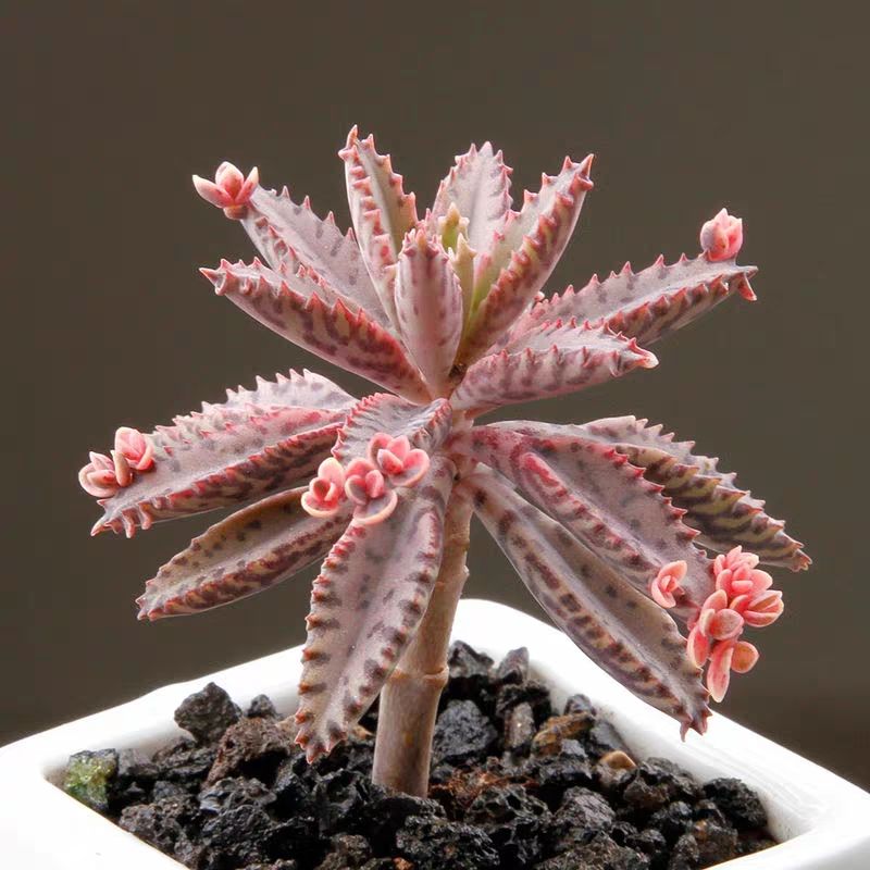 养了很多花只有绿萝最好养,绿萝养死还能养什么花