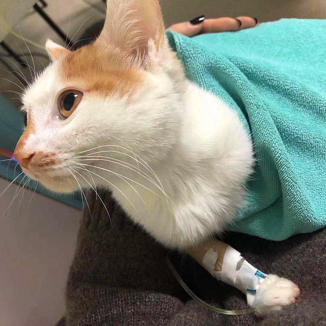 猫咪为什么会传染严重的猫疾病,猫咪传染猫咪的病有哪些症状