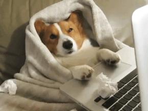 九阳2升低糖铁釜饭煲,九阳蒸汽饭煲3.5l