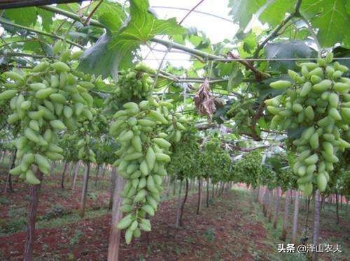 金手指葡萄如何种植,金手指与美人指葡萄哪个易种植
