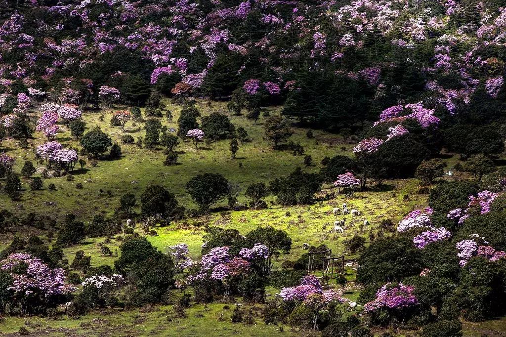 凉山最漂亮的花海,西昌赏花攻略