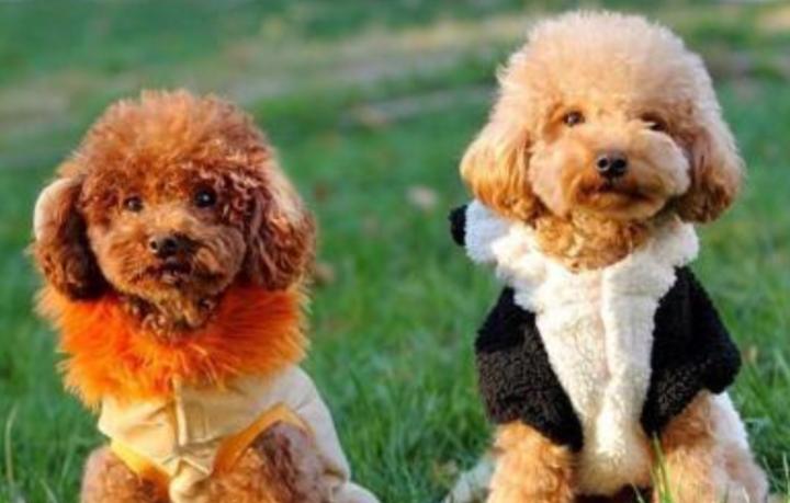 发了情的泰迪选哪种布娃娃,泰迪狗得什么病最可怕