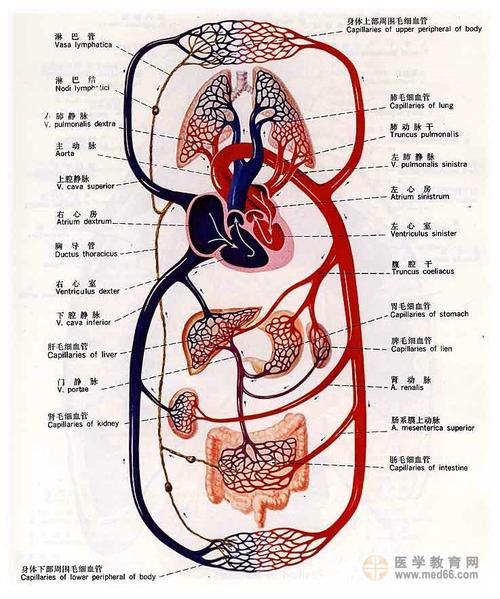 心肺复苏要掌握哪些要领和步骤,儿童心肺复苏按压深度和频率