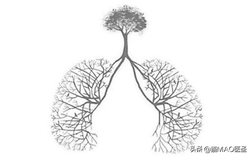 猫呼吸系统有哪些,猫的呼吸系统结构图