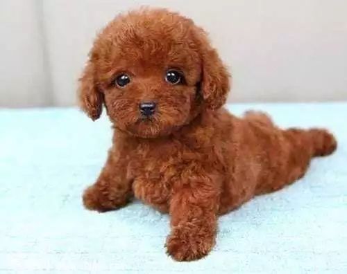 狗狗走路外八字是生病了吗,狗狗后腿外八字怎么矫正