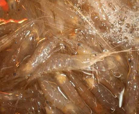 史上最全面的海鲜大咖,史上最全海鲜视频