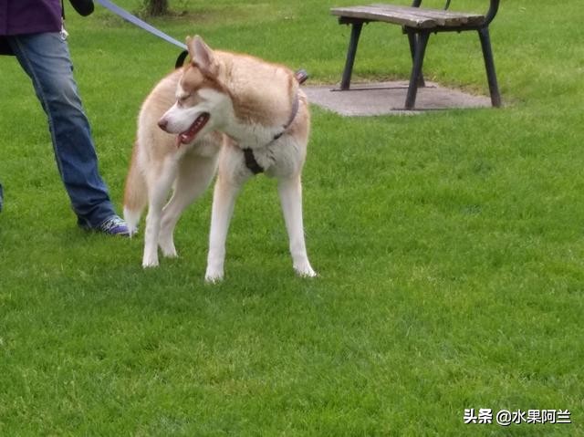 新西兰旅游攻略租车,加国自驾游攻略