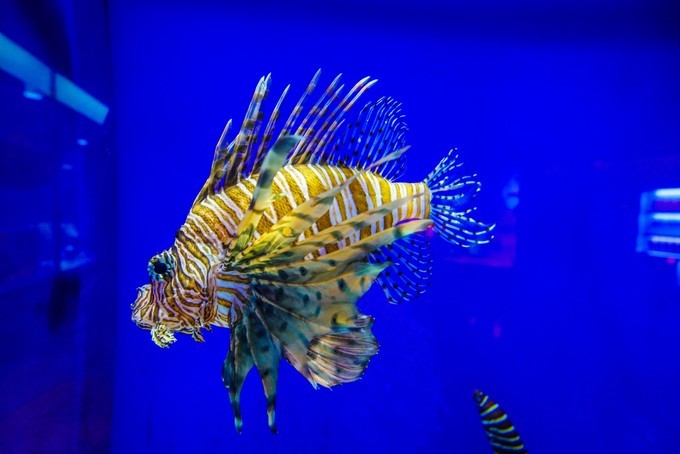 新手怎么逛免税店攻略,50家免税店最划算攻略在此