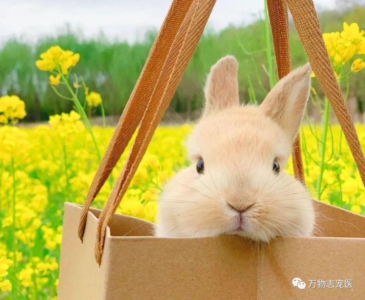 兔子有没有粉色,兔子有只眼睛看不见黑瞳都是白的