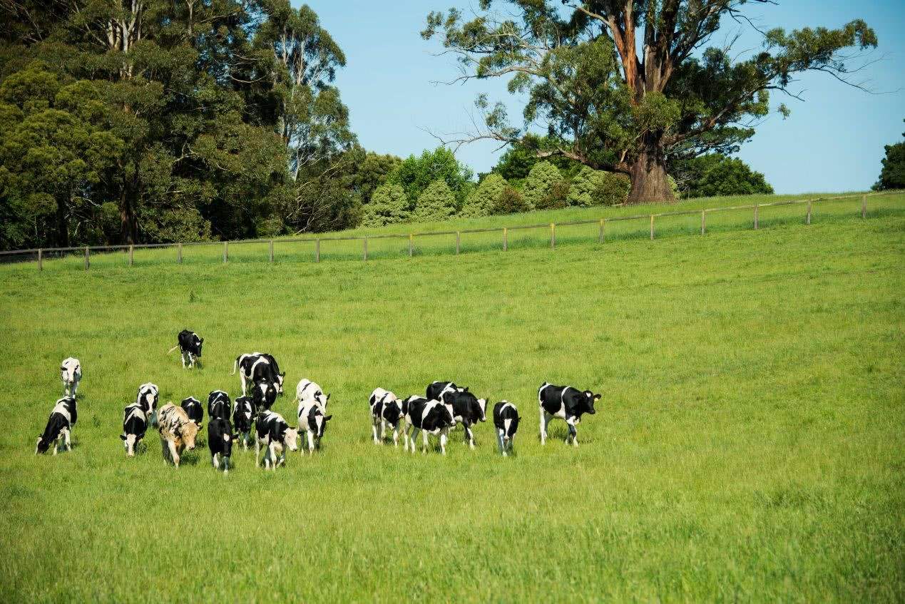 养羊和喂羊的区别,想养羊去哪里学