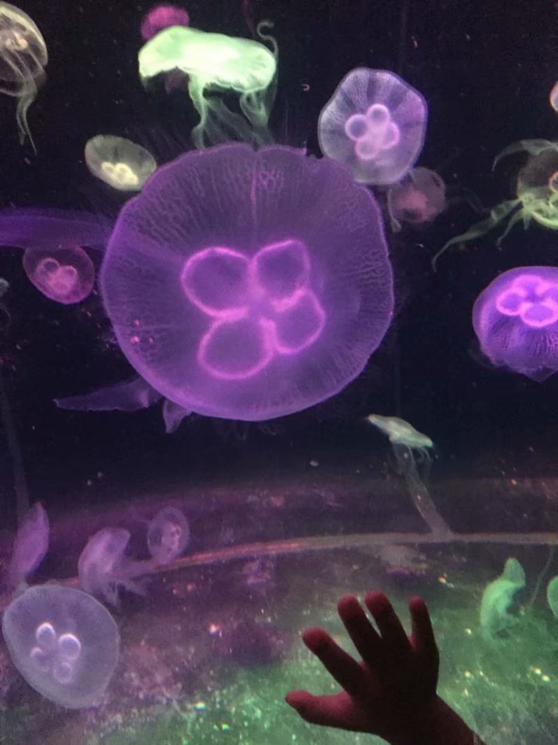 全球最大的长隆海洋公园,沉浸式参观长隆海洋王国