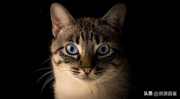 古代对抗瘟疫的方法,对抗瘟疫