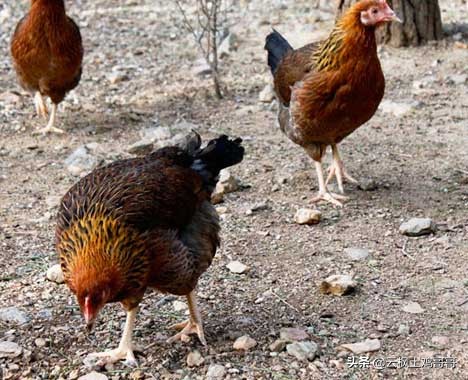 养鸡专用药配方大全,家庭养鸡必备三种常用药