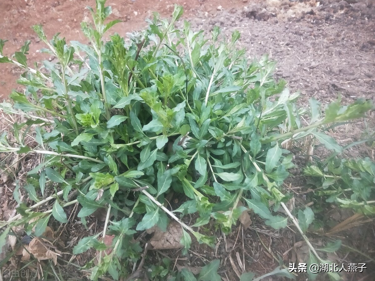 各种可以吃的野菜图片大全及名称 (100种野菜图片大全和名称和吃法)