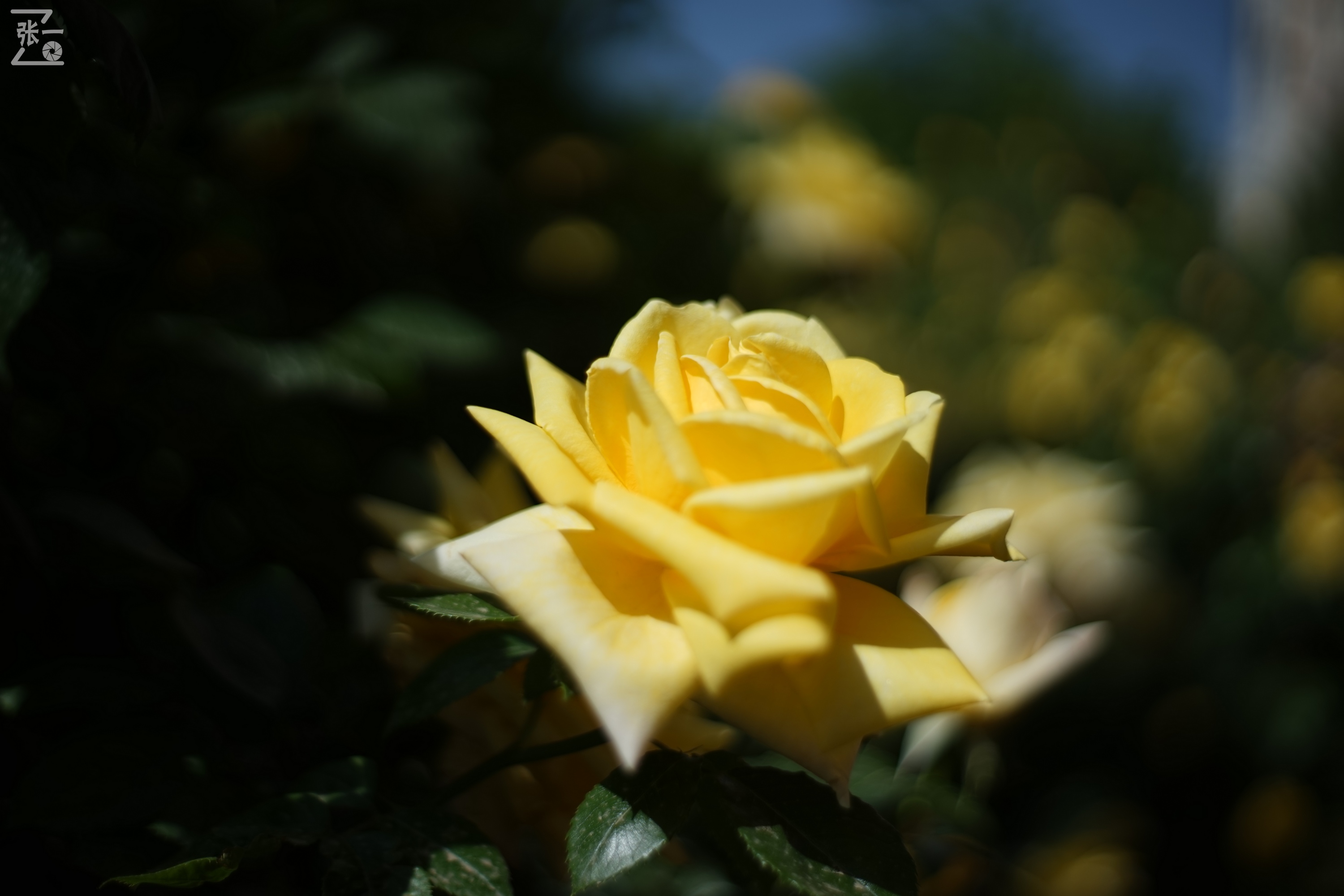 凤凰国产50mm镜头,凤凰索尼e口镜头