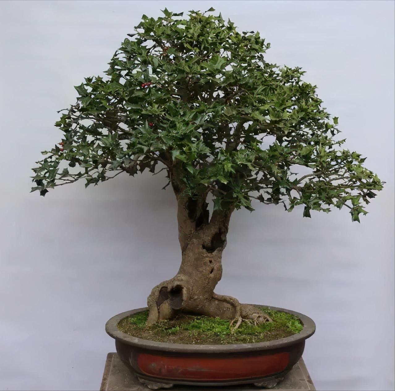 种植名贵树致富经全集,树木种植致富好机会