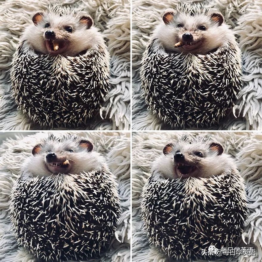 别总是云吸猫了，换一波小刺猬试试~