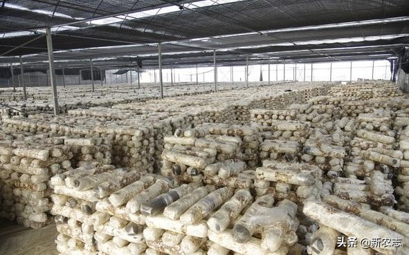 农村做点小创业项目有哪些,创业小项目农村小本创业门路推荐