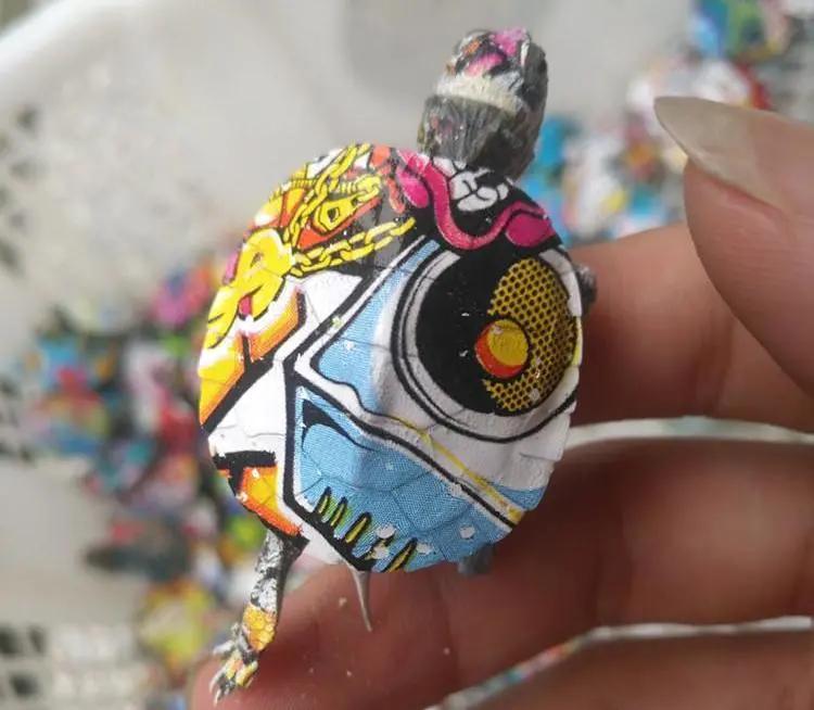 彩色小乌龟有几率活下来吗,彩色的小乌龟对龟有伤害吗