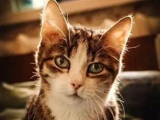 当我觉得养猫很贵时可以养什么猫,不考虑价格新手养什么猫好