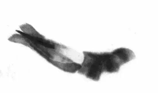 齐白石群虾的绘画手法,齐白石群虾用铅笔怎么画