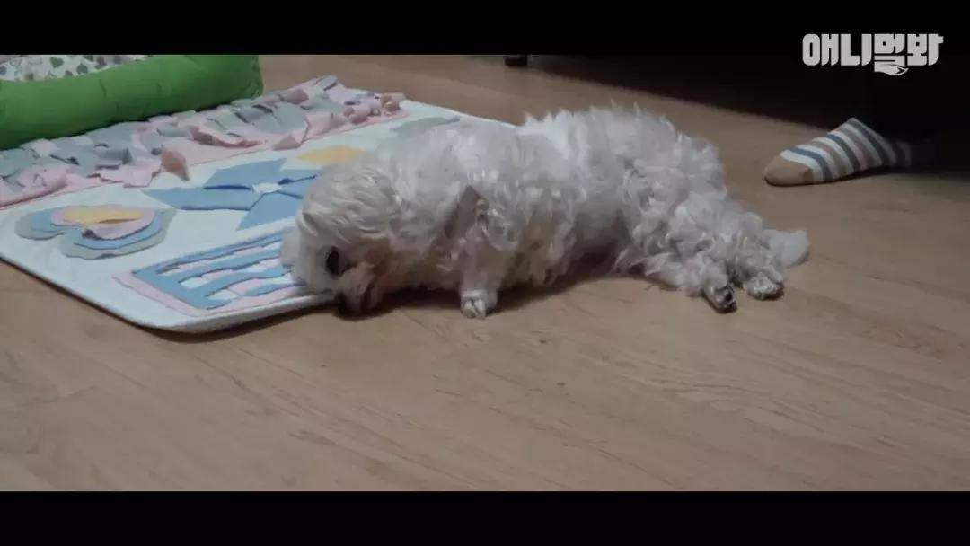 狗狗总是喘上不来气,狗狗总是咳嗽却查不出病因