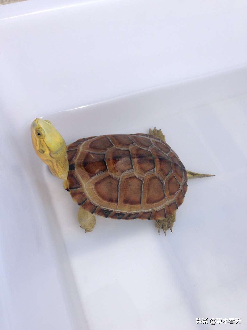 黄喉什么时候开始发色,黄喉小青发色龟粮