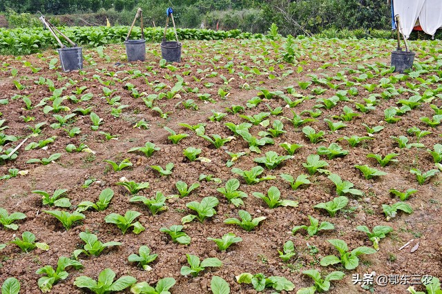 自制液体肥有效吗,农民发明灌水溶肥神器