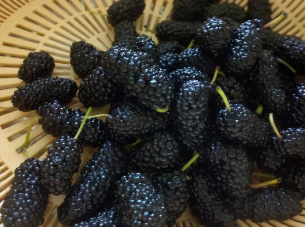 中药如何调理成易孕体质,胎育智慧黄帝内经