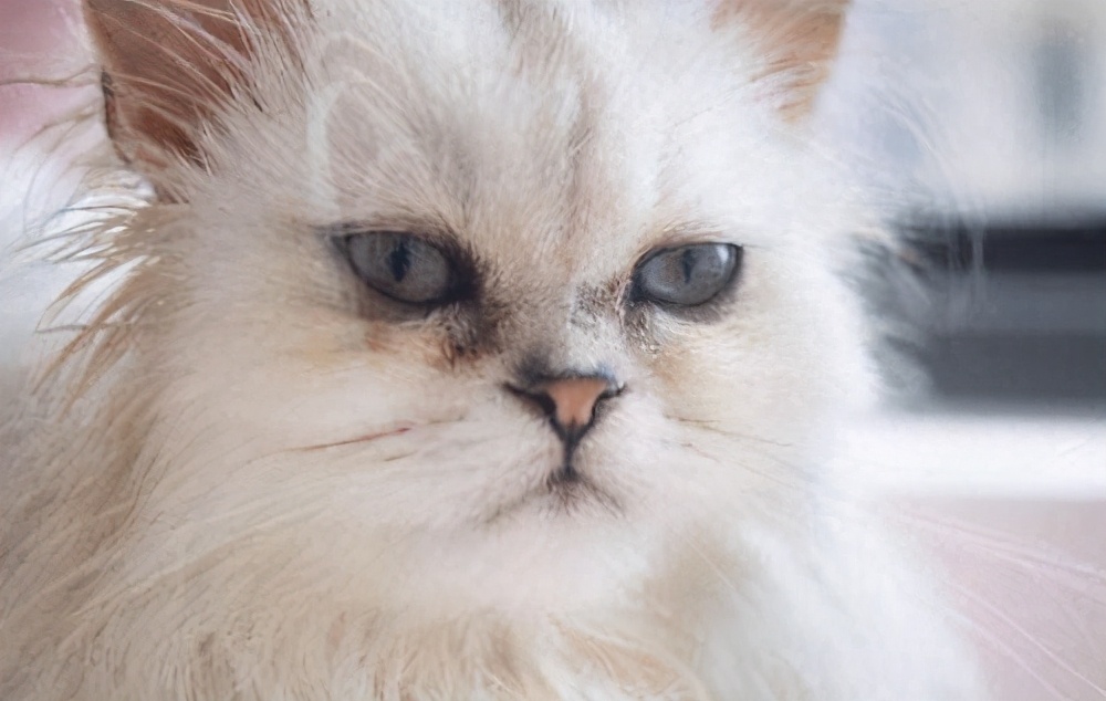 猫眼睛旁边黑黑的是什么东西,猫眼睛有东西怎么擦掉