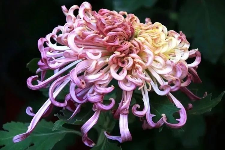 花中四君子菊花国画用笔,花中四君子菊花高清图片