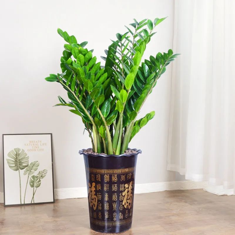 金钱树叶子发黄怎么样养,金钱树叶子发黄要怎样修剪