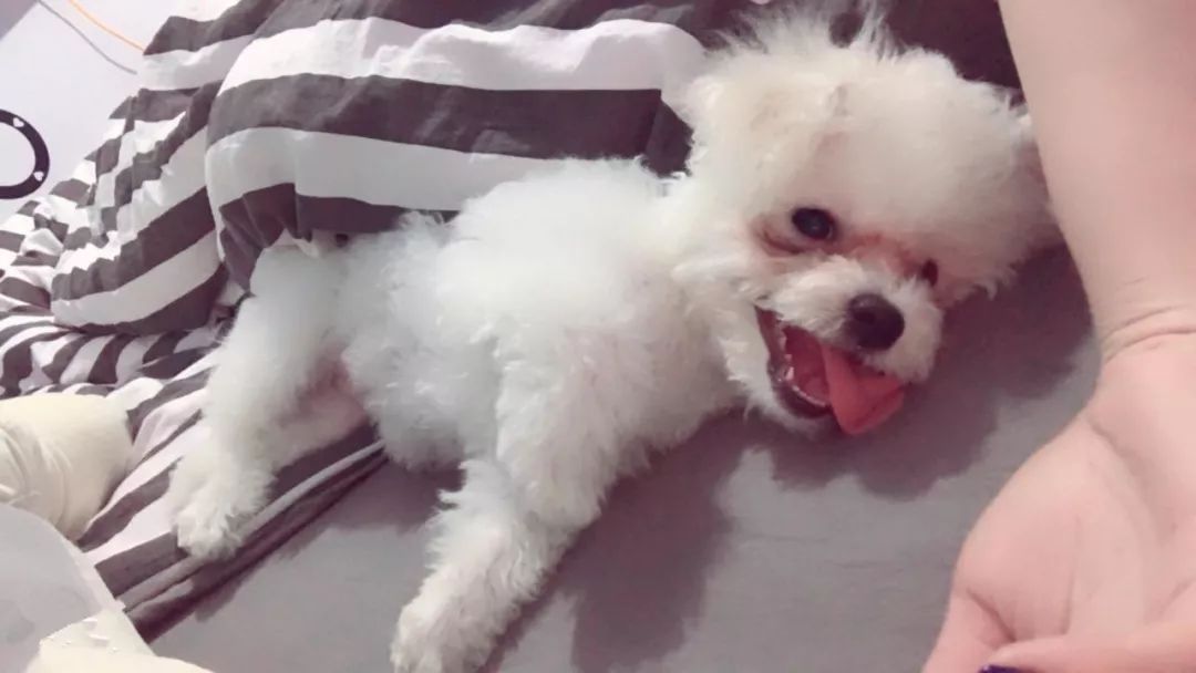 爱宠泪痕怎么解决,爱宠泪痕重是怎么回事