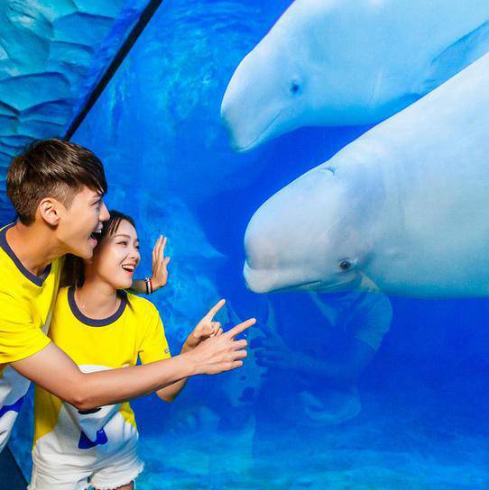 珠海长隆海洋王国游玩省钱攻略,珠海长隆海洋王国游玩攻略时间表