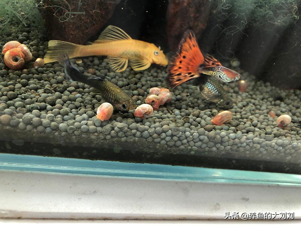 大刘这么懒散的人如何喂鱼?怎么喂鱼?喂小鸡饲料?