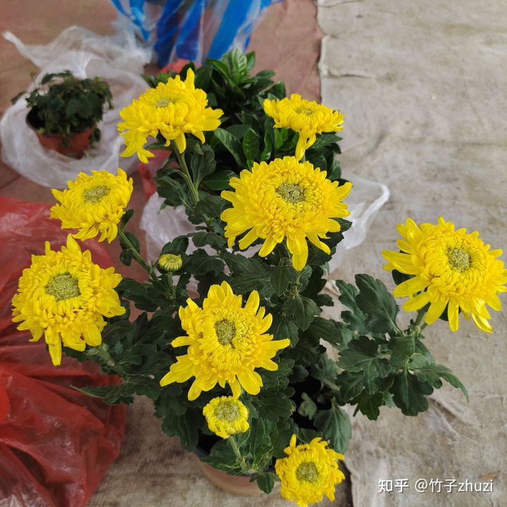 菊花苗怎样种植成活率高,拼多多上买的菊花种子是真的