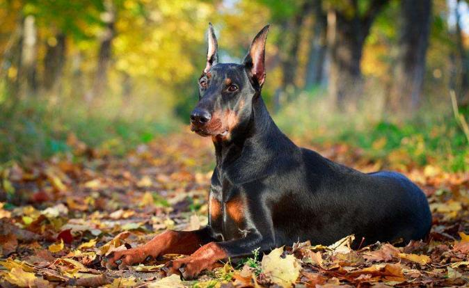世界五大颜值爆表的狗狗,长腿狗狗欧巴