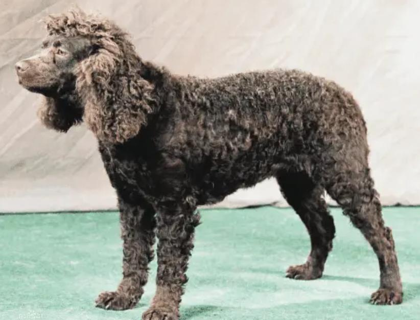 最聪明的十大狗狗品种介绍,史上最全的狗狗品种记得收藏