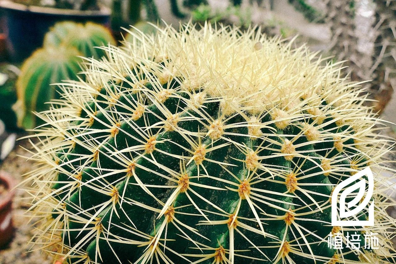 多肉金琥的养殖方法,金琥仙人掌养护方法