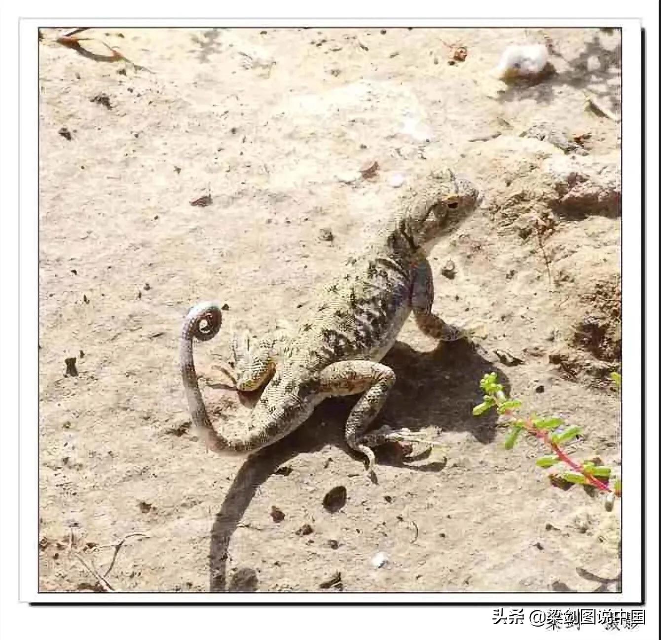 禁止野生动物保护环境人人有责,保护生态环境禁止野生动物上餐桌