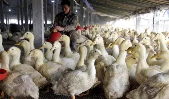 肉鸭亏损严重,生猪养殖户亏损原因及解密