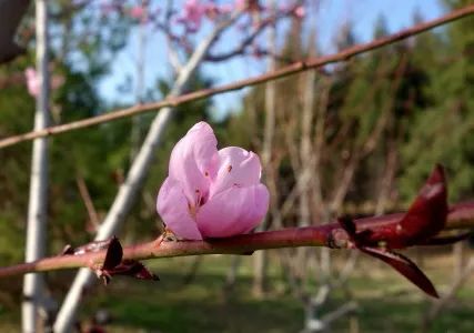 北京五环最美花海,附近免费景点踏青网红打卡地