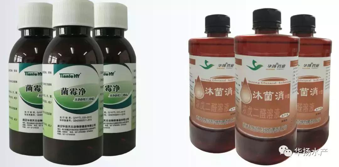 草鱼怎么急救,草鱼身上有伤能自愈吗