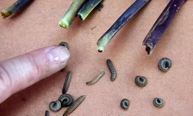 甲维盐氯氰菊酯能杀红蜘蛛么,甲维盐氯氰菊酯药效多少天