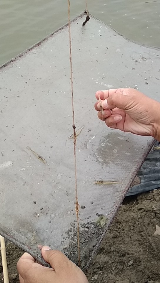 臭水沟水如何净化,臭水不臭怎么办