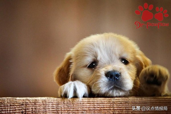 狗狗流清水鼻涕是什么原因,狗狗流黄鼻涕有眼屎是怎么治疗